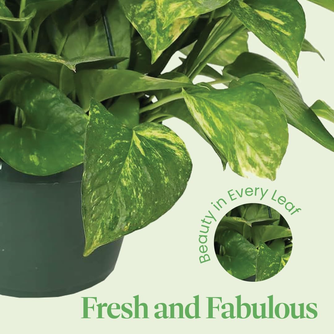 Outdoor zone 10-12 Golden Pothos climbing vine in warm climate
