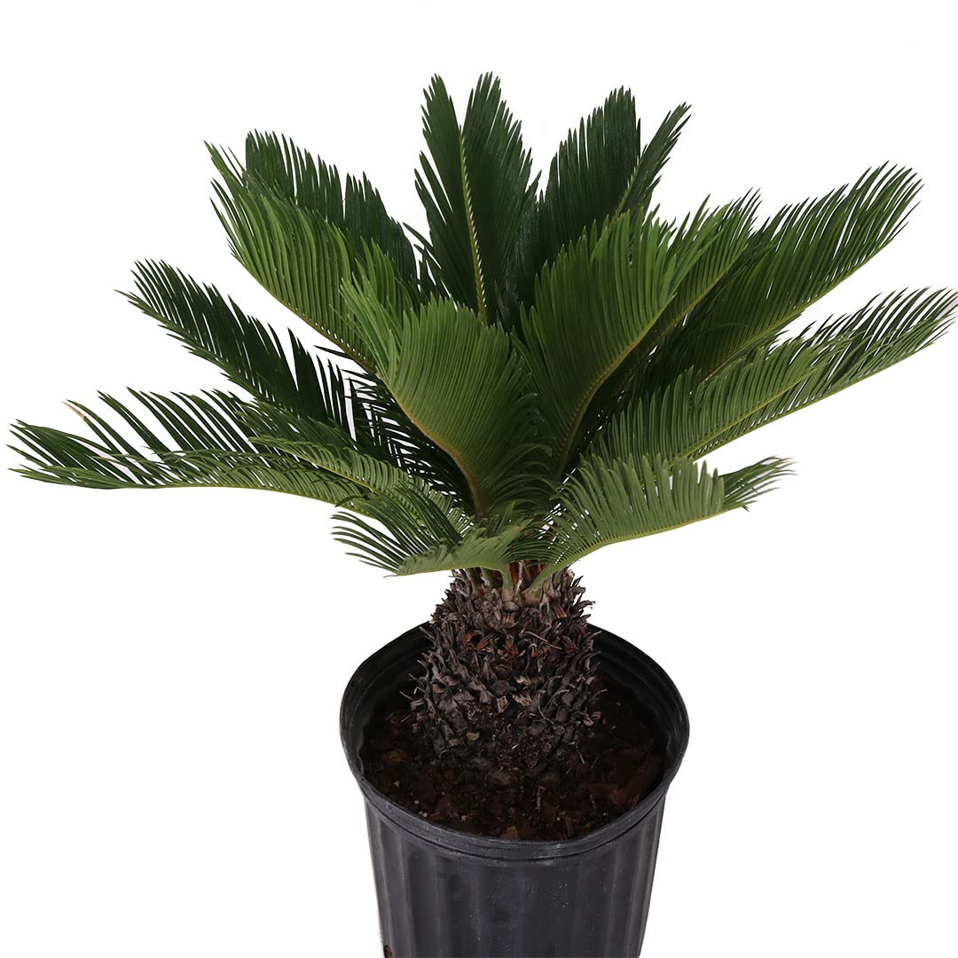 American Plant Exchange Sago Palm in a 10-inch pot showing drought-tolerant, low-maintenance greenery.