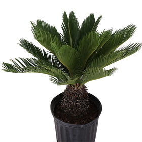 American Plant Exchange Sago Palm in a 10-inch pot showing drought-tolerant, low-maintenance greenery.