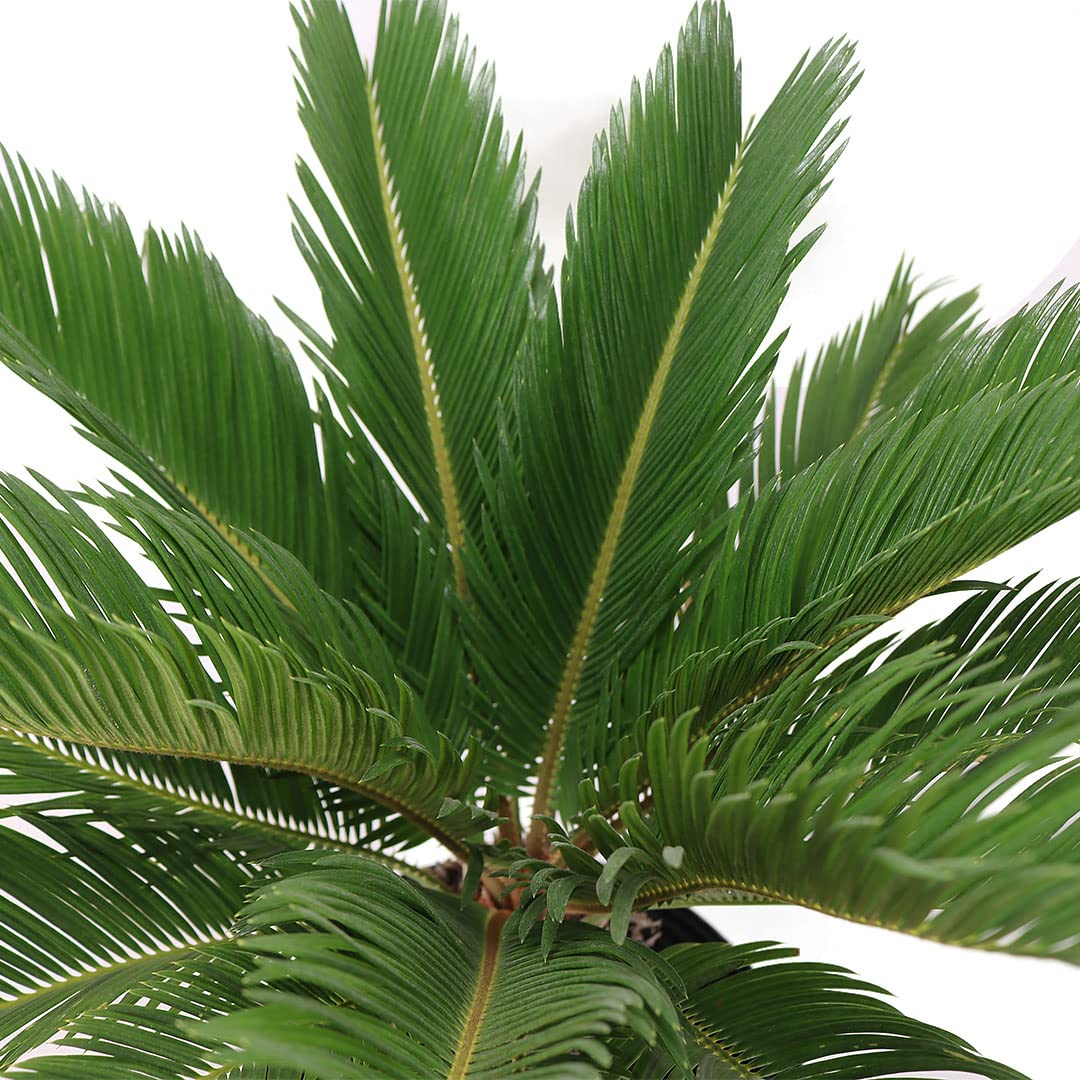 American Plant Exchange Sago Palm shown outdoors on a sunny patio for tropical curb appeal.