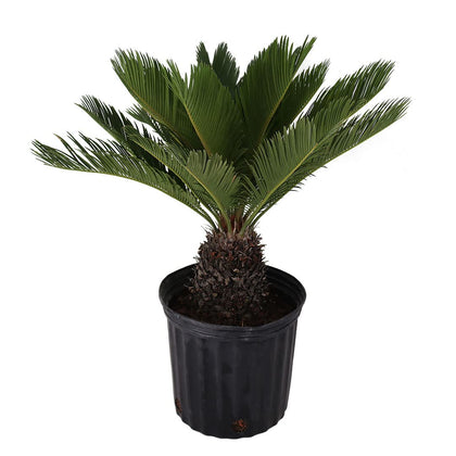 American Plant Exchange Sago Palm plant with lush fronds for indoor or outdoor décor.