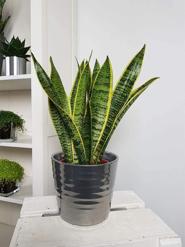 Compact 5-inch pot suited for shelves and tabletops with greenery