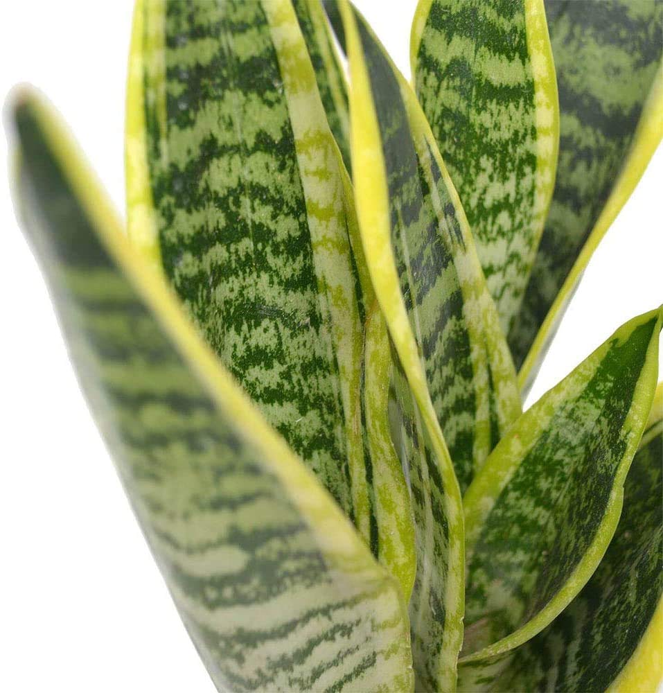 Snake Plant upright leaves provide modern decor and air-purifying benefits