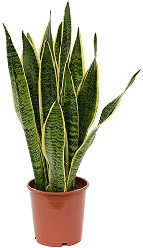 American Plant Exchange Snake Plant with yellow edges in a 5-inch pot on a desk