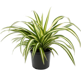 American Plant Exchange Spider Plant in a 6-inch pot with arching green leaves for easy-care decor.