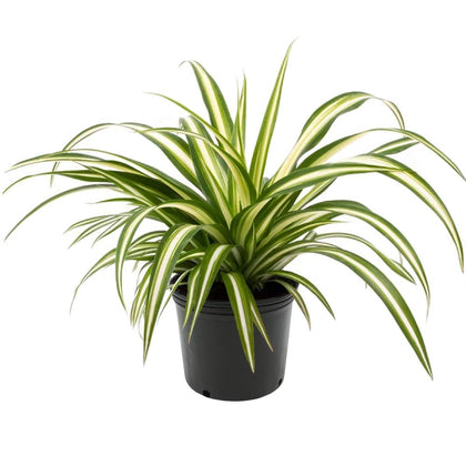 American Plant Exchange Spider Plant in a 6-inch pot with arching green leaves for easy-care decor.