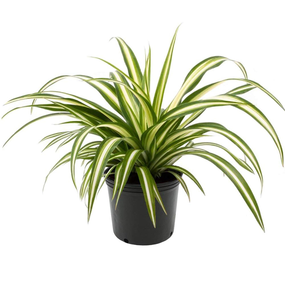 American Plant Exchange Spider Plant in a 6-inch pot with arching green leaves for easy-care decor.