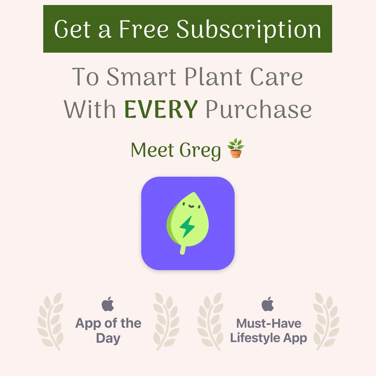 American Plant Exchange Spider Plant promotes natural air-purifying qualities in homes.