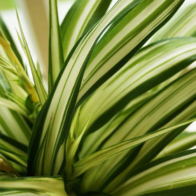 American Plant Exchange Spider Plant with creamy striped leaves adds brightness to any room.