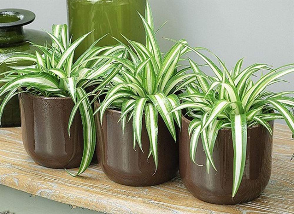 American Plant Exchange Spider Plant in an indoor hanging basket for versatile decor.