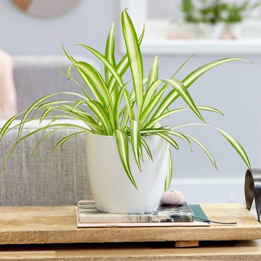 American Plant Exchange Spider Plant with spiderettes dangling for propagation opportunities.