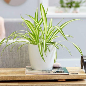 American Plant Exchange Spider Plant with spiderettes dangling for propagation opportunities.