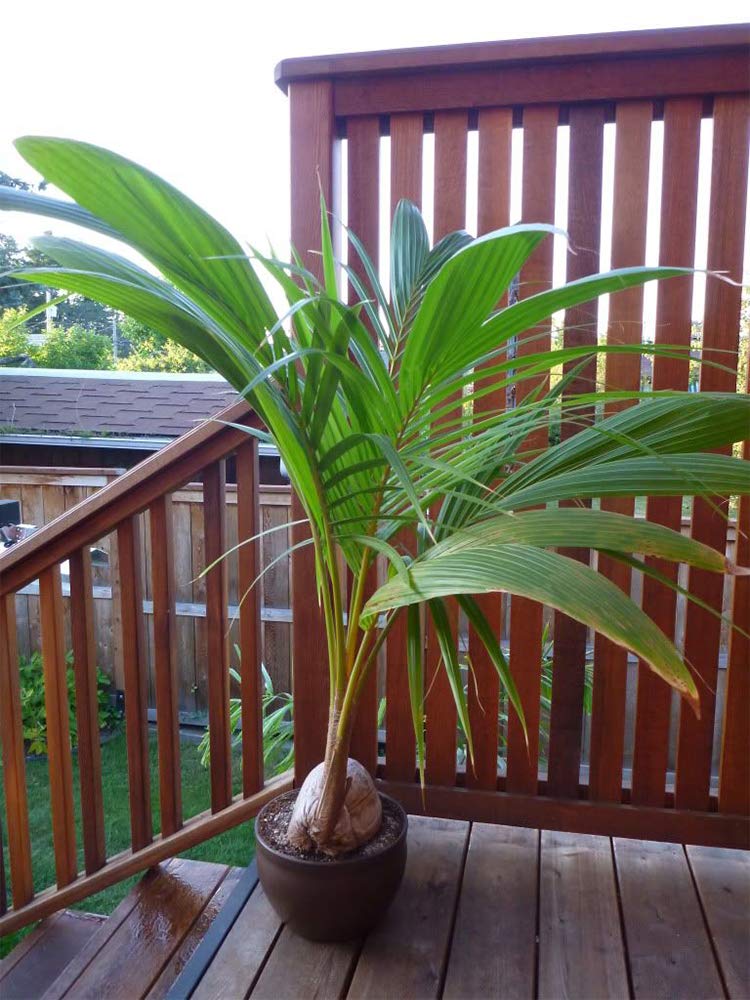 American Plant Exchange tropical palm on patio creates a sunny, beachy focal point.