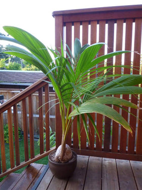 American Plant Exchange tropical palm on patio creates a sunny, beachy focal point.