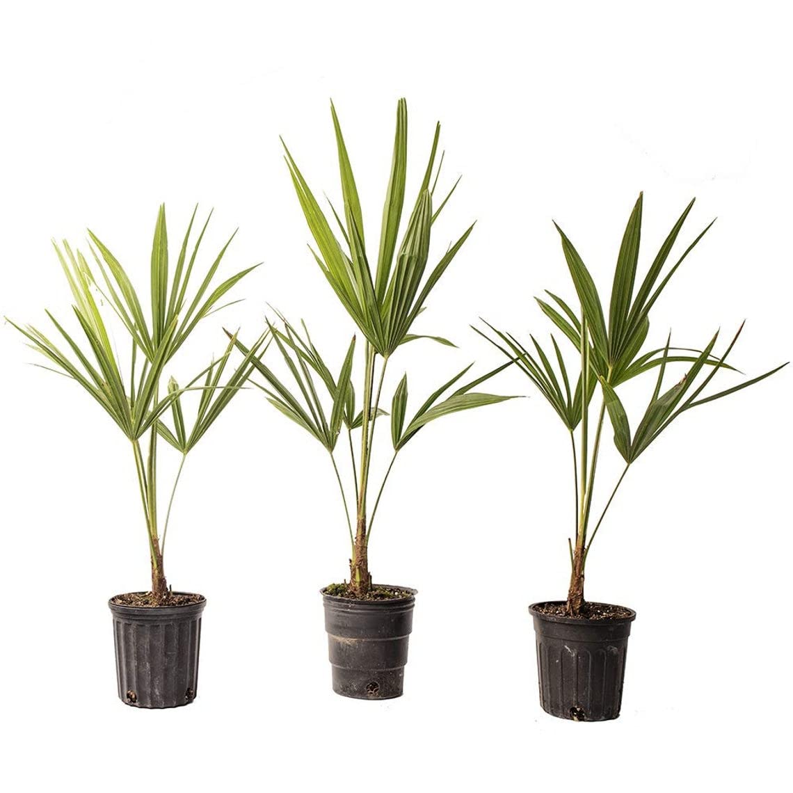American Plant Exchange Windmill Palm 3-Pack ready for tropical-style borders.