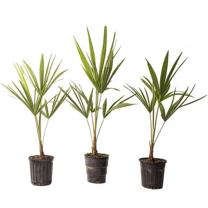 American Plant Exchange Windmill Palm 3-Pack ready for tropical-style borders.