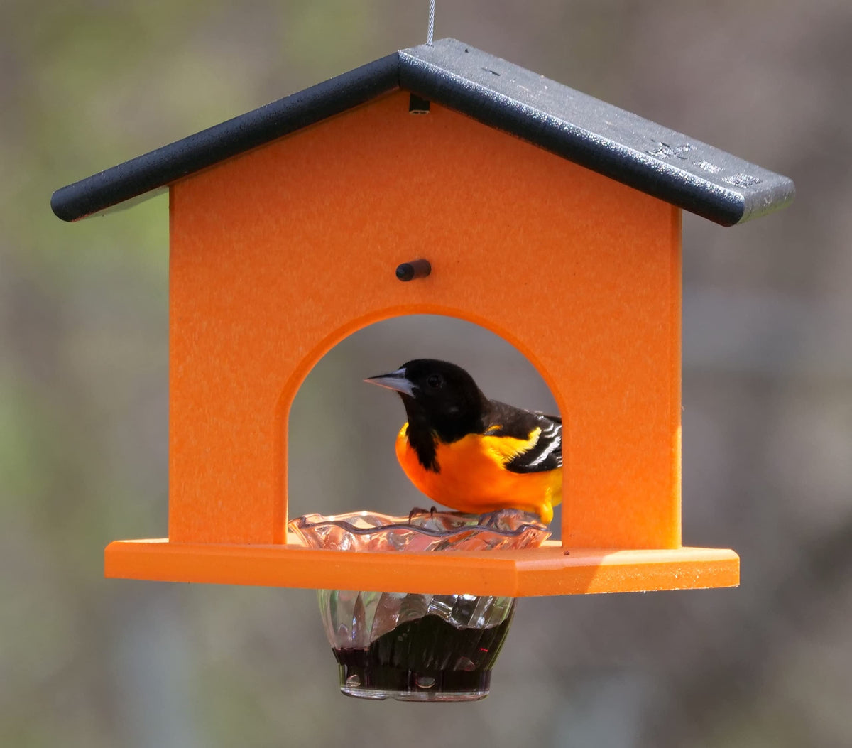 AmishToyBox Oriole feeder in action attracting visiting birds