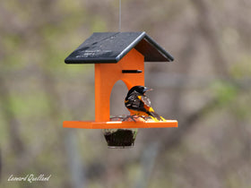 AmishToyBox Oriole feeder handmade in Shipshewana Indiana