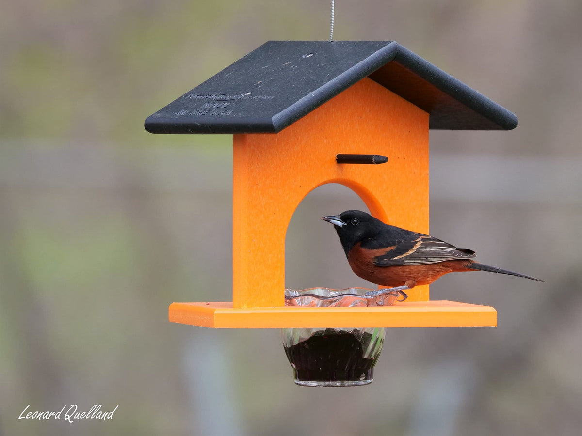 AmishToyBox Oriole feeder poly lumber texture highlighting eco materials