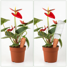 Amoyls deep-insert spike provides stable water release