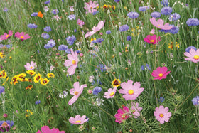 Amturf butterfly mix blooms in sun or shade, attracting pollinators