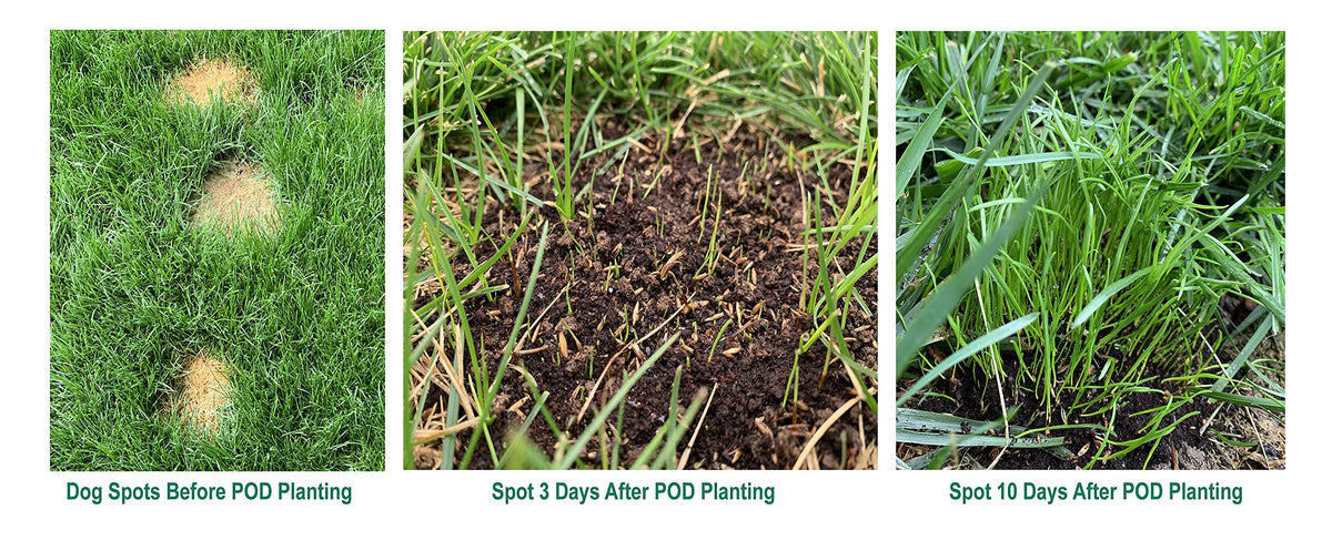 Amturf Rapid Repair Pod spot on lawn illustrates easy drop-and-grow action.