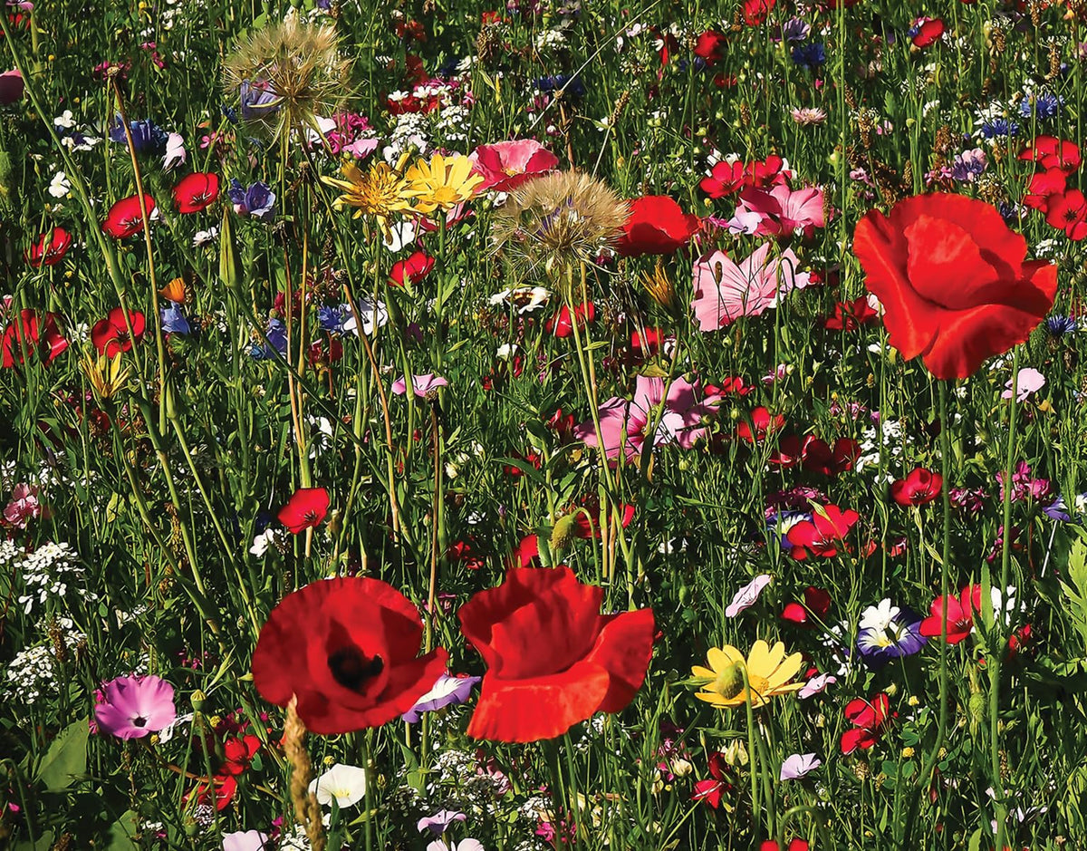 Amturf blanket protecting seeds from birds and rain for steady growth