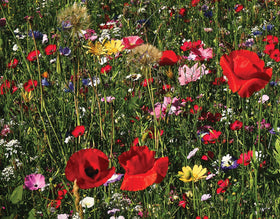Amturf blanket protecting seeds from birds and rain for steady growth