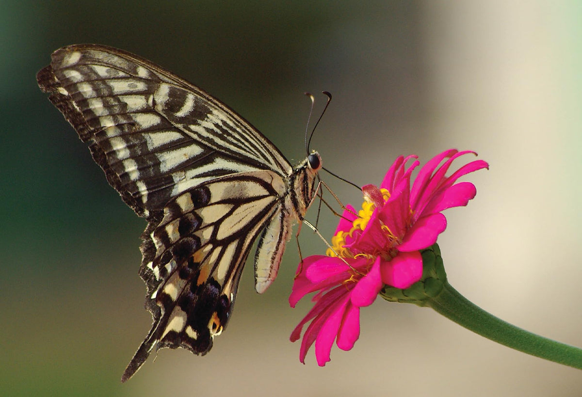 Amturf wildflower seeds embedded blanket protects seeds from birds and weeds