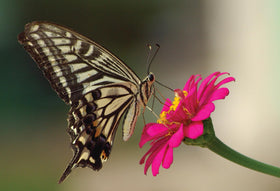 Amturf wildflower seeds embedded blanket protects seeds from birds and weeds