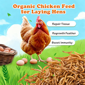 Amzey dried mealworms to supplement a sulcata tortoise diet
