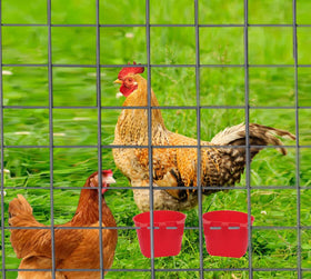 AMZSYLV versatile cups suitable for poultry, parrots, and small mammals.