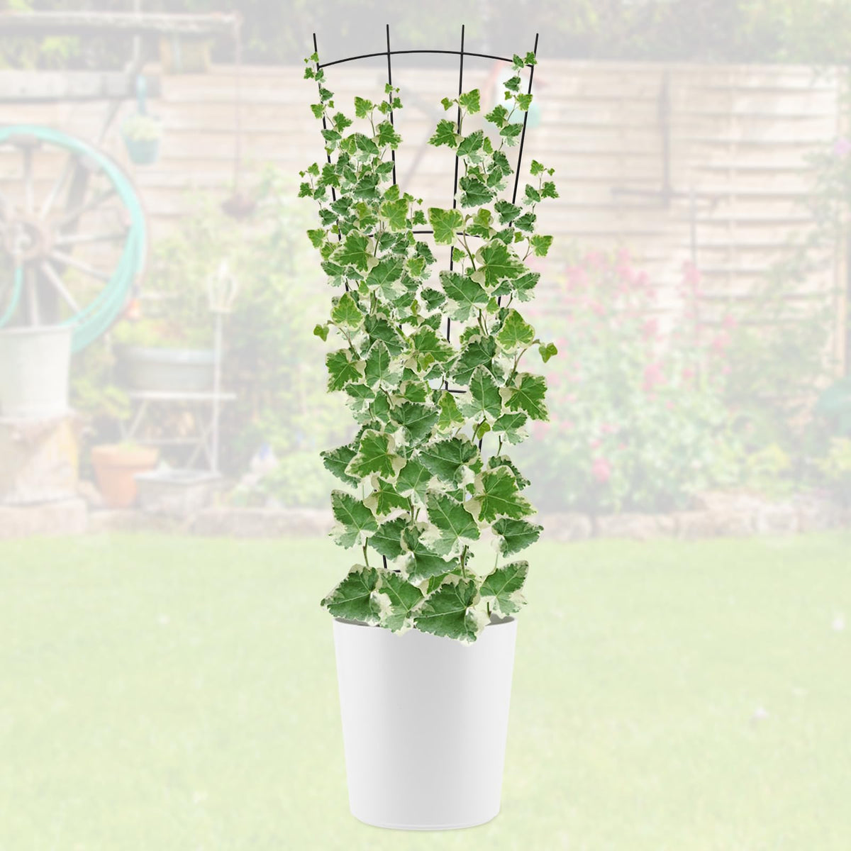 ANCOUUIN 32-inch trellis adds structure to climbing plants
