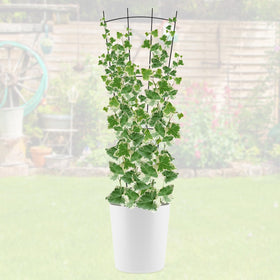 ANCOUUIN 32-inch trellis adds structure to climbing plants