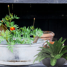 Angoily bonsai pot with drainage tray helps tidy watering