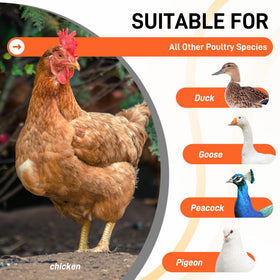 ANNDING oversized poultry roost ladder fits large flocks and brooders with ample space.