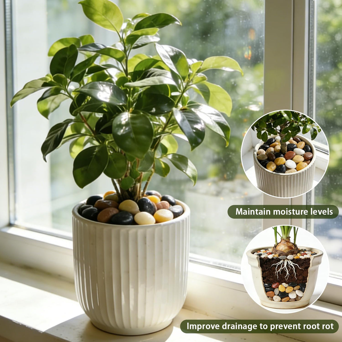 Anothera aquarium-terrarium accents pebbles add subtle texture to aquatic displays.