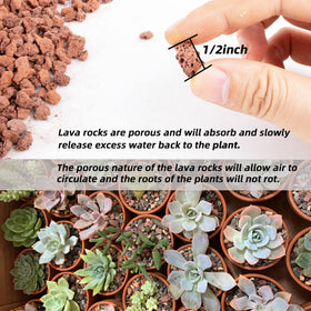 Porous Anothera lava rock demonstrates drainage and moisture balance for pots.