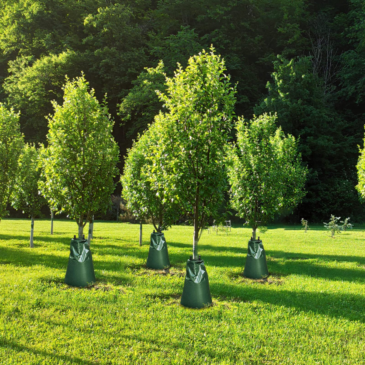 ANPHSIN four-pack tree watering bags being installed around a young tree