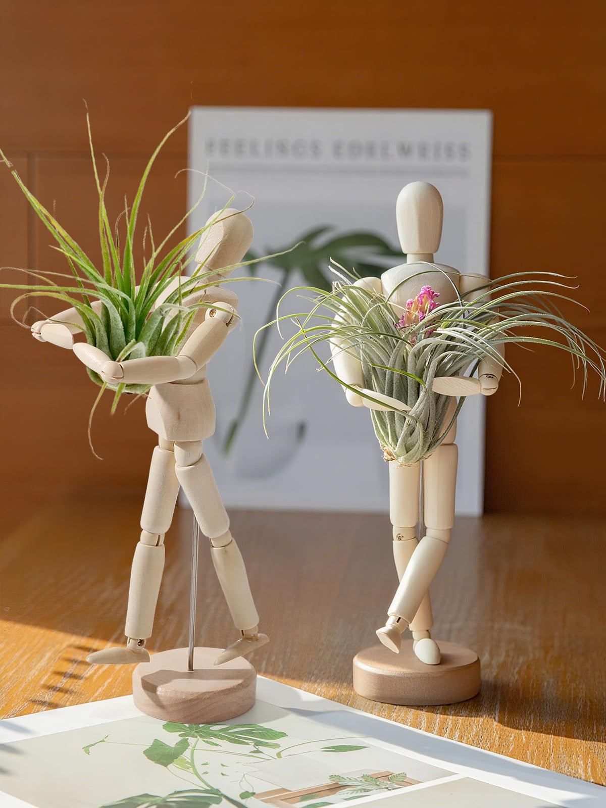 ANPHSIN gift-ready air plant display set for housewarmings and decor lovers