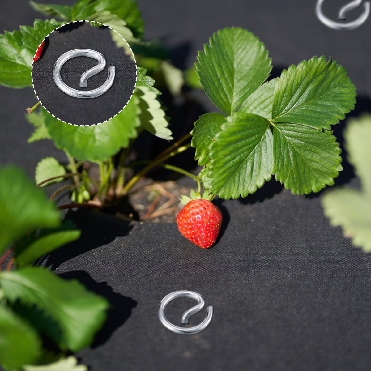 ANPHSIN 6in sharp-tip stakes ease insertion into compact soil