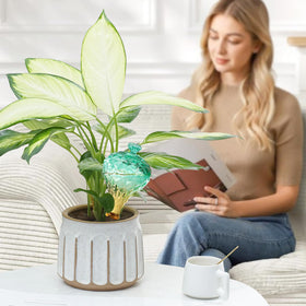 Ansberta plant-care gift idea for friends who love greenery