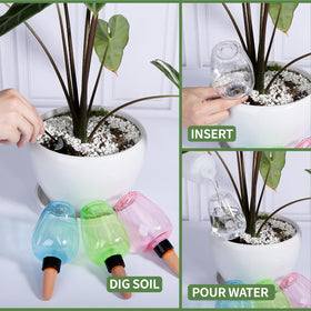 Ansberta clear globes showing indoor and outdoor plant care versatility