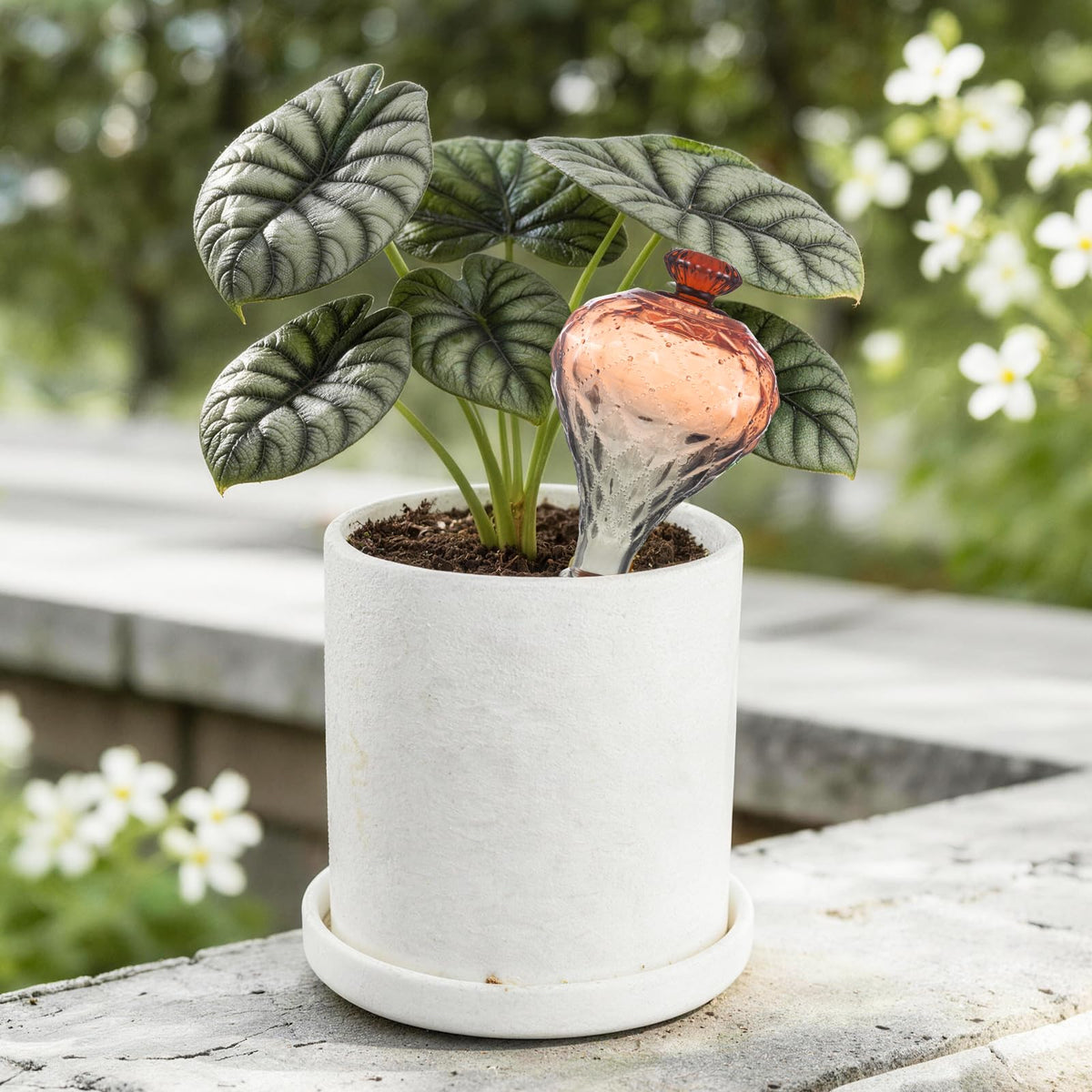 Ansberta self watering bulb with terracotta spikes for consistent moisture