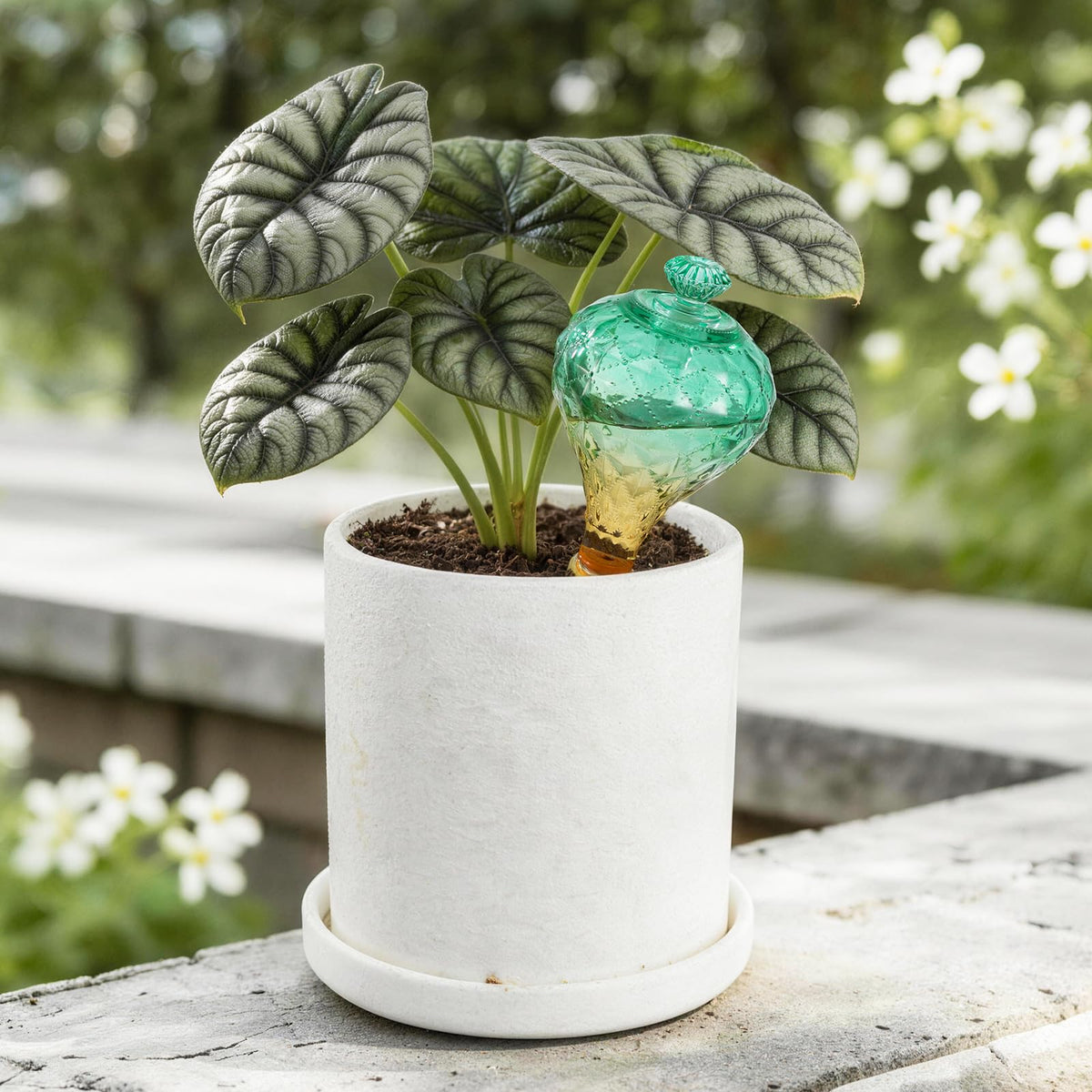 Ansberta terracotta-spike self-watering bulb steadily nourishes indoor plants