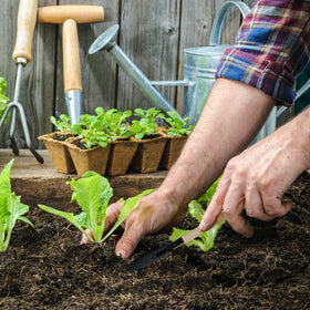 Aodaer seed starter kit suits indoor or balcony gardening.