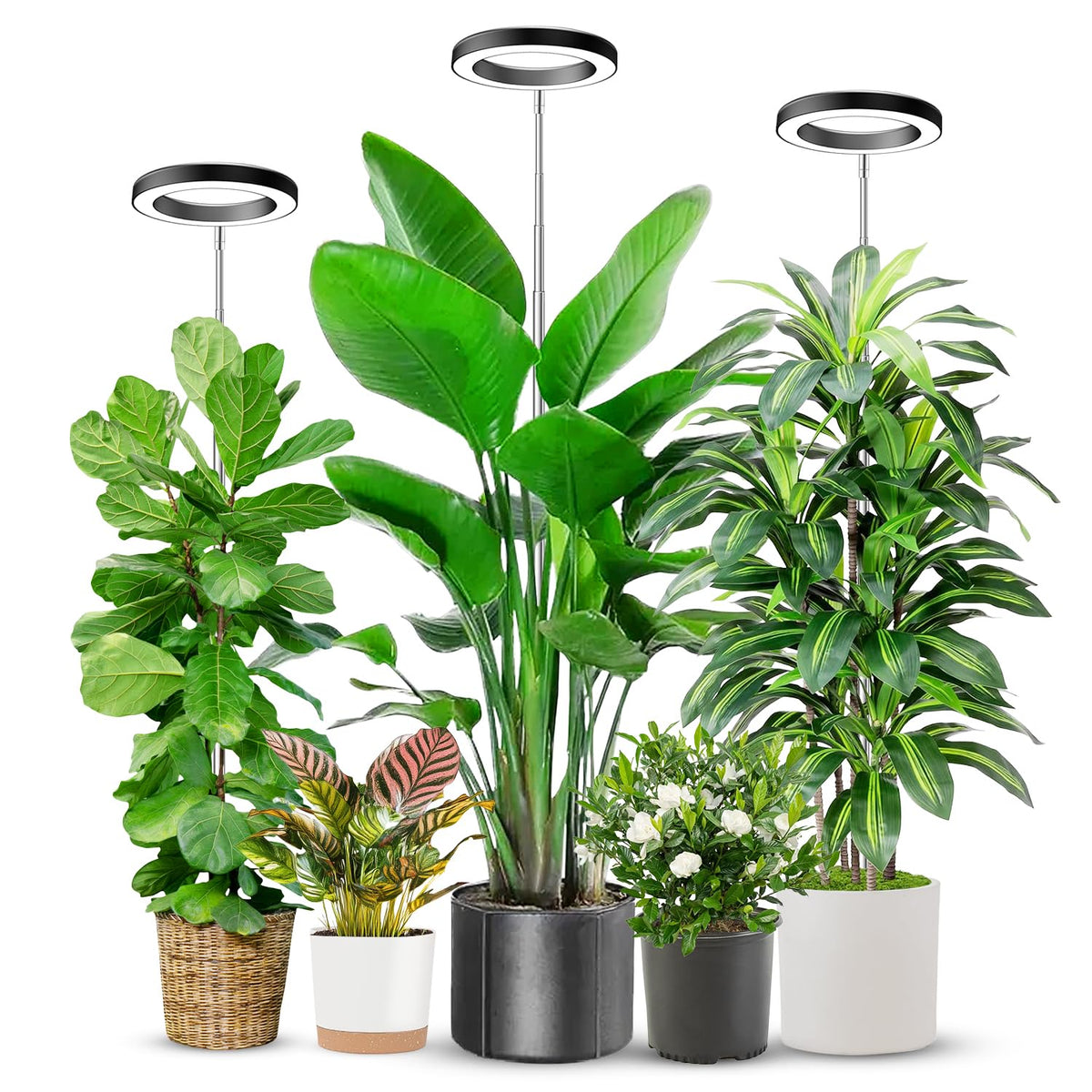 Aokrean 6.3in grow light with 80 LEDs for bright, full-spectrum seedlings.