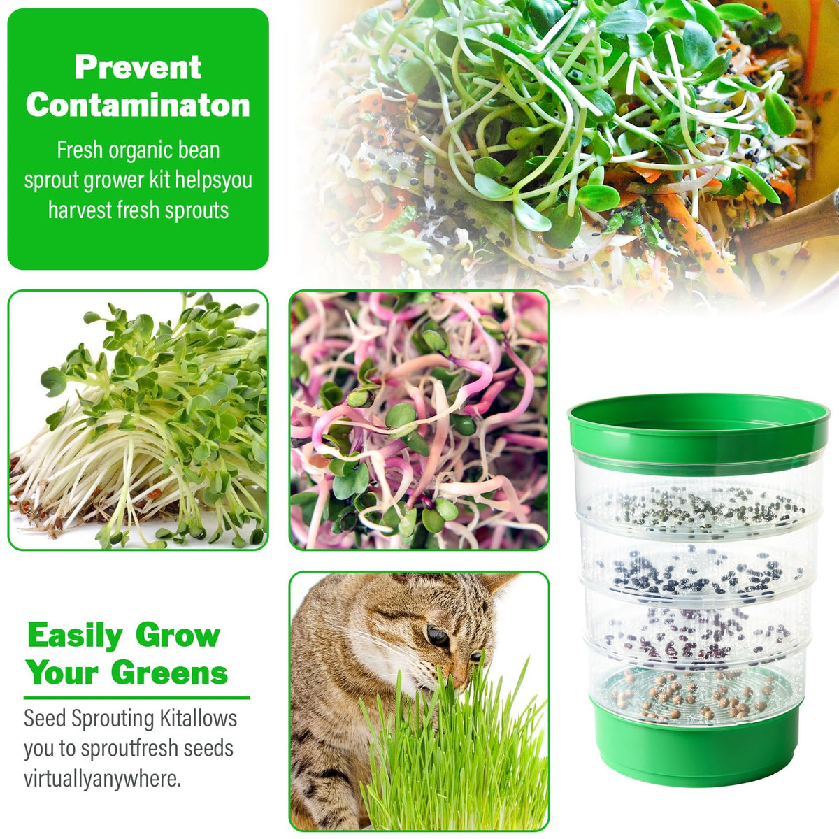AOMGD harvest-ready sprouts appear crisp and fresh.