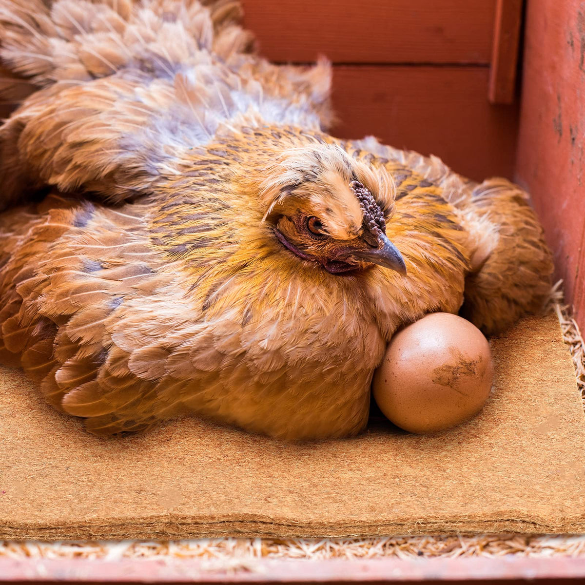Aoriher eco-friendly nesting pad packaging supports sustainable coop care.