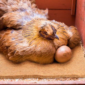 Aoriher eco-friendly nesting pad packaging supports sustainable coop care.